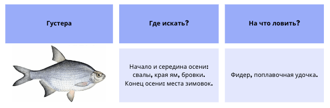 Густера.png