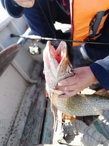 Как лучше ловить рыбу на жерлицы